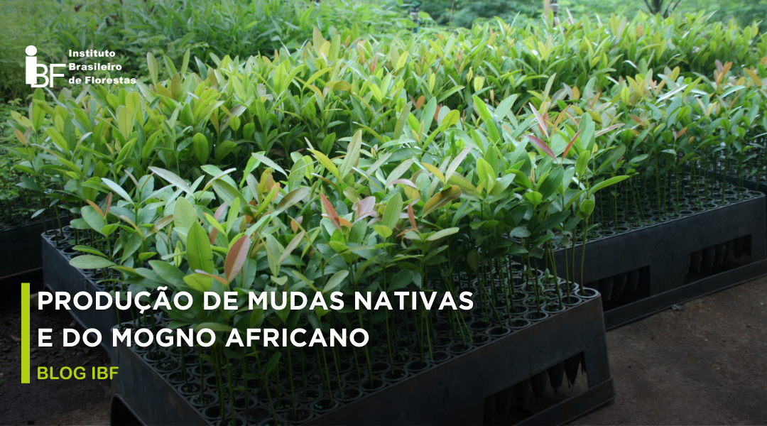 A produção de mudas nativas do IBF (Instituto Brasileiro de Florestas)