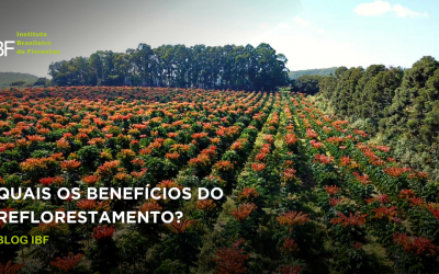 Quais os benefícios do reflorestamento?