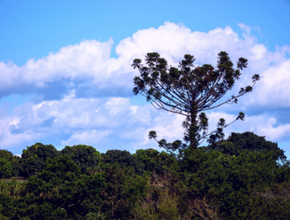 pinheiro do Paraná