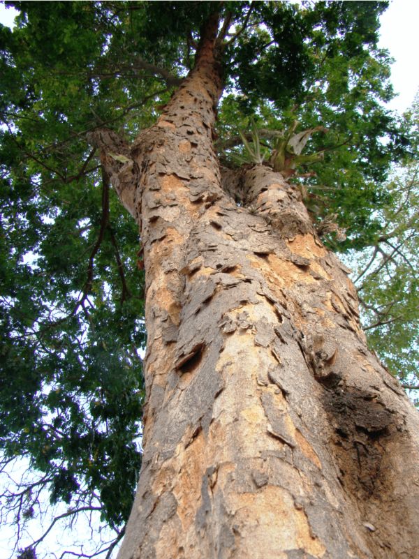 Pau-Brasil Caesalpinia echinata