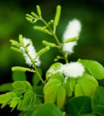 Mudas e Sementes de SANSÃO DO CAMPO – Mimosa caesalpineafolia