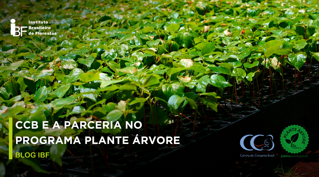 Centro de Criogenia Brasil firma parceria com o programa Plante Árvore
