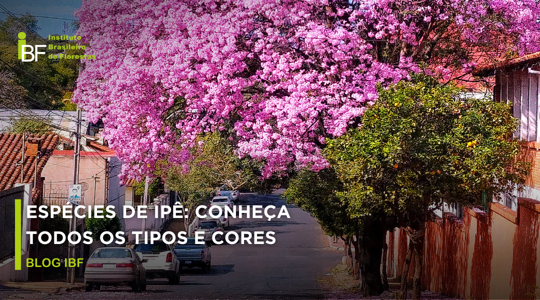 Espécies de Ipê: conheça todos os tipos e cores - IBF