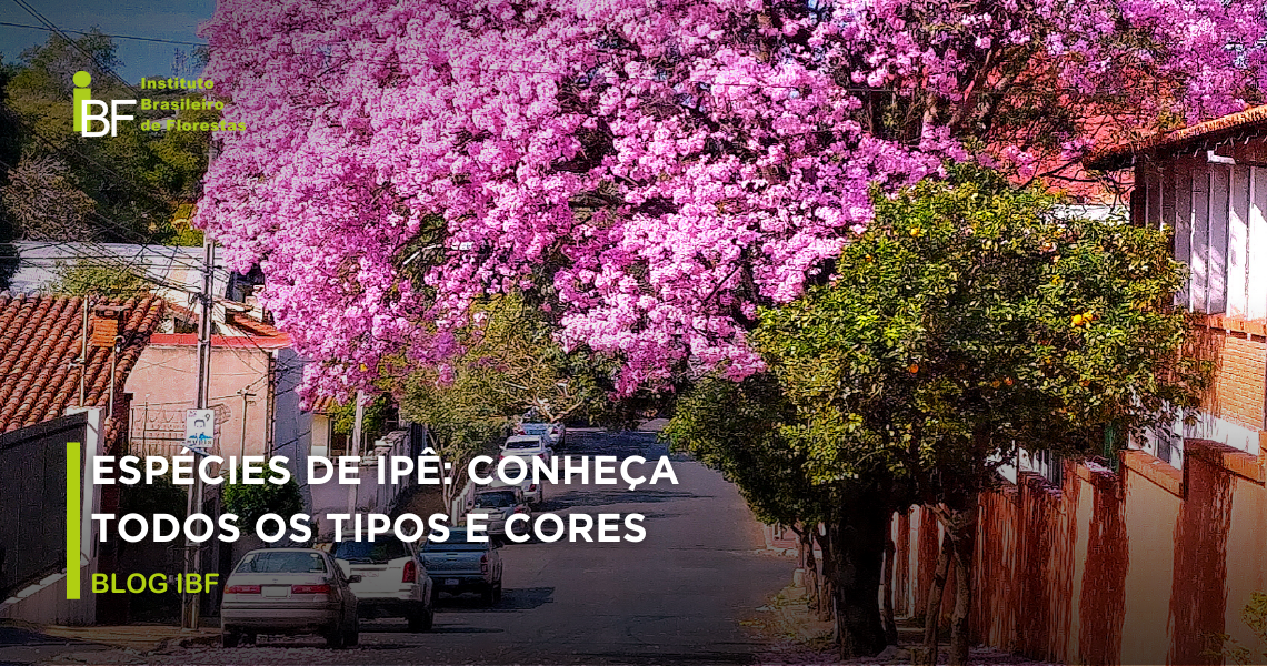 Espécies de Ipê: conheça todos os tipos e cores - IBF