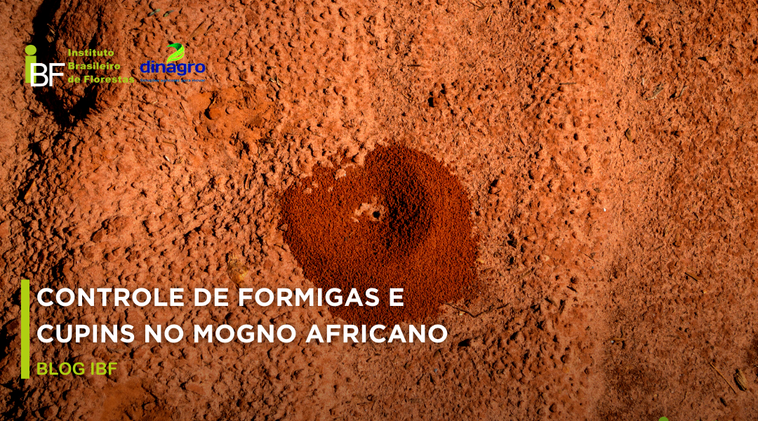 formiga cortadeira no Mogno Africano