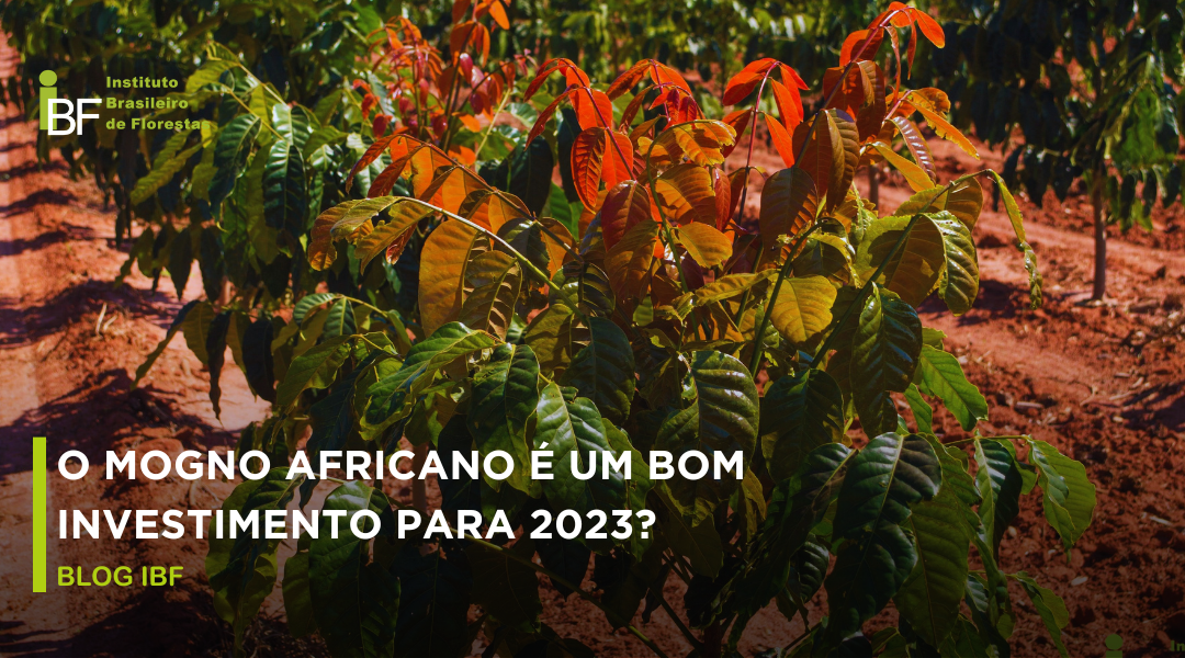 o-mogno-africano-e-um-bom-investimento-2023