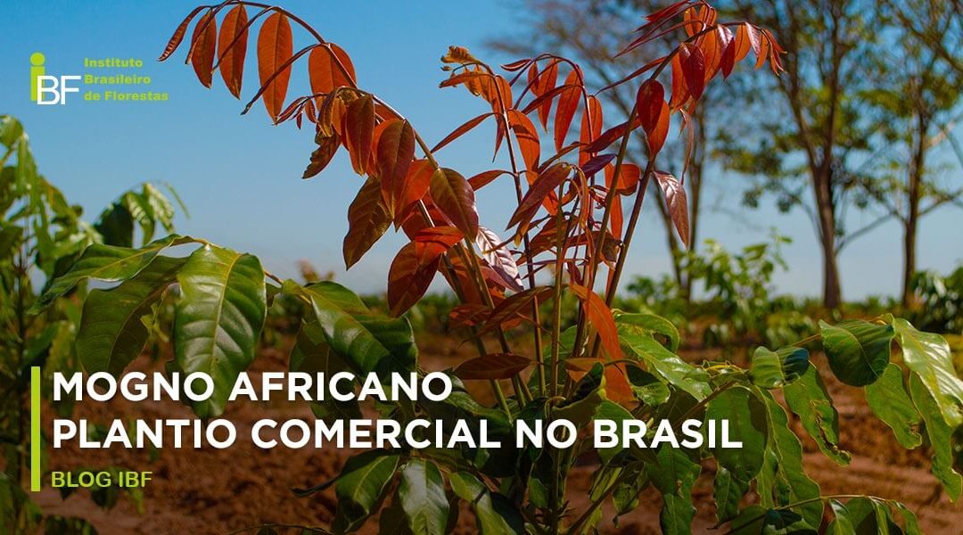 Plantio comercial de Mogno Africano no Brasil