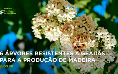 6 árvores resistentes à geada para a produção de madeira