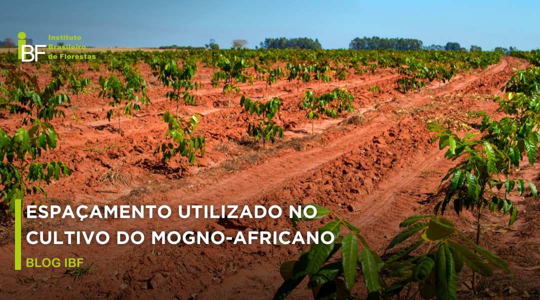 Espaçamento utilizado no cultivo do Mogno-Africano