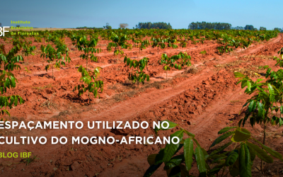 Espaçamento utilizado no cultivo do Mogno-Africano
