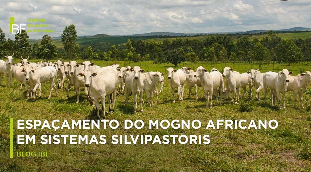 Espaçamento do Mogno Africano em sistemas silvipastoris