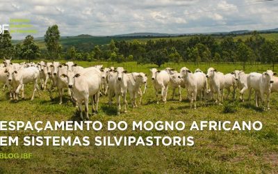 Espaçamento do Mogno Africano em sistemas silvipastoris