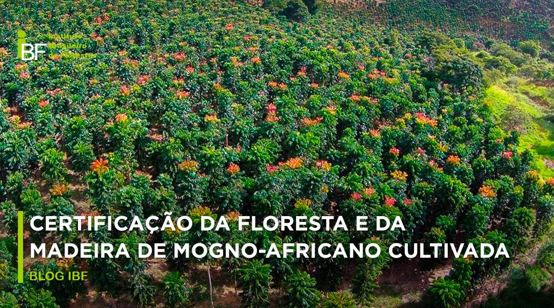 Selo verde: certificação da floresta e da madeira de Mogno Africano cultivada