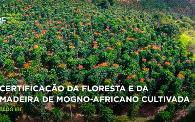 Selo verde: certificação da floresta e da madeira de Mogno Africano cultivada