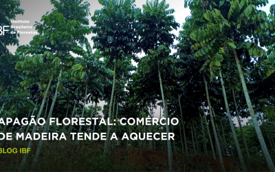 Apagão Florestal: comércio de madeira tende a aquecer