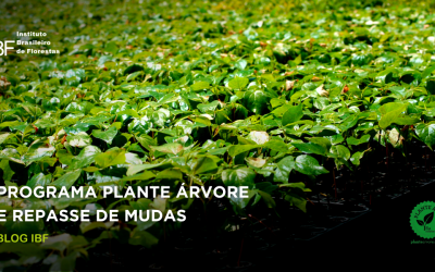 Programa Plante Árvore e Doação de Mudas