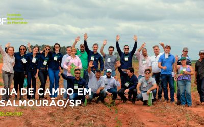 Dia de Campo de Mogno Africano na Cidade de Salmourão/SP