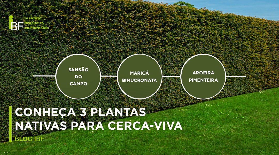 Conheça 3 plantas nativas para Cerca-Viva