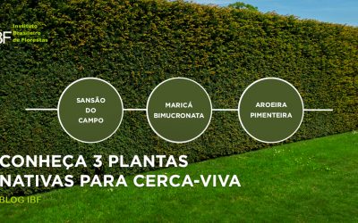 Conheça 3 plantas nativas para Cerca-Viva