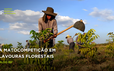 A matocompetição em lavouras florestais e o seu controle