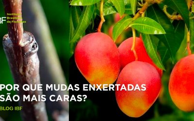 Por que mudas enxertadas são mais caras?