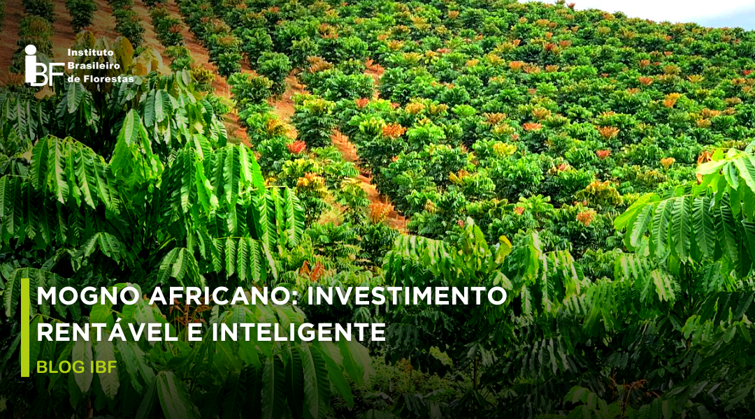 Floresta de Mogno Africano: investimento rentável e inteligente