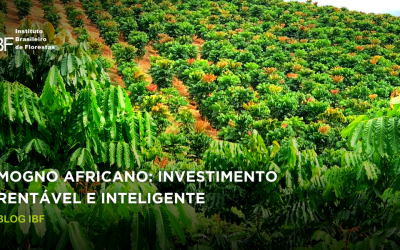 Floresta de Mogno Africano: investimento rentável e inteligente