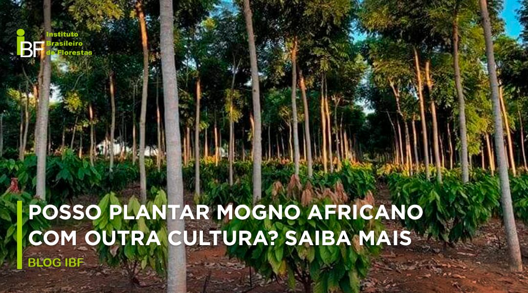 Plantio consorciado: pode plantar Mogno Africano com outra cultura?