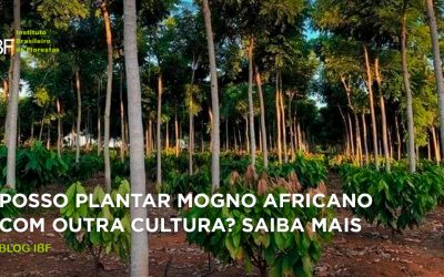 Plantio consorciado: pode plantar Mogno Africano com outra cultura?