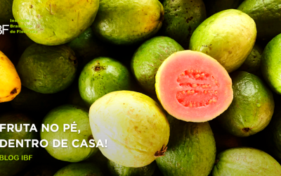 Fruta no pé, dentro de casa