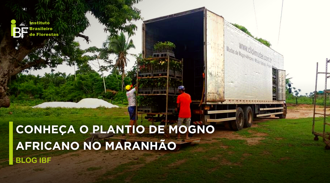 Conheça o plantio de Mogno Africano no estado do Maranhão