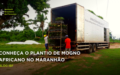 Conheça o plantio de Mogno Africano no estado do Maranhão