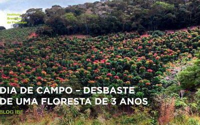 Dia de Campo: desbaste de uma floresta em Barão de Monte Alto/MG