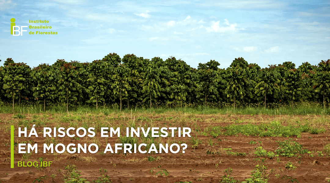 Há riscos em realizar o investimento em Mogno Africano?