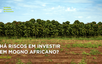 Há riscos em realizar o investimento em Mogno Africano?