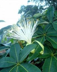 castanha do maranhao bombacopsis glabra