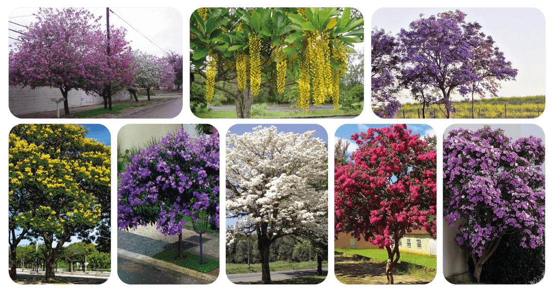 árvores com flores para calçada