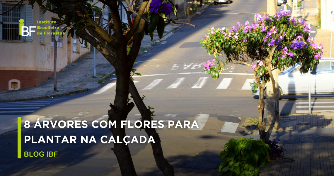 Veja 8 árvores com flores para plantar na sua calçada