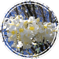 ipe branco flor árvores com flores