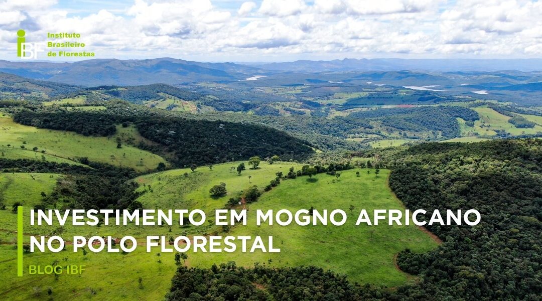 Como investir em Mogno Africano no Polo Florestal do IBF?