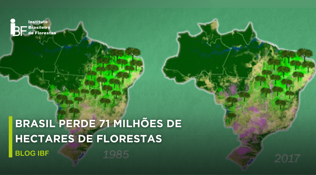 hectares de florestas