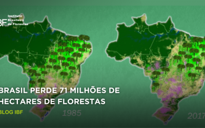 Em três décadas, Brasil perde 71 milhões de hectares de florestas