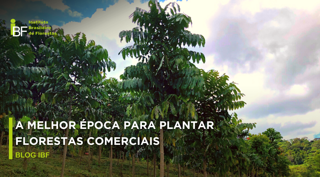 Qual a melhor época para plantar florestas comerciais?