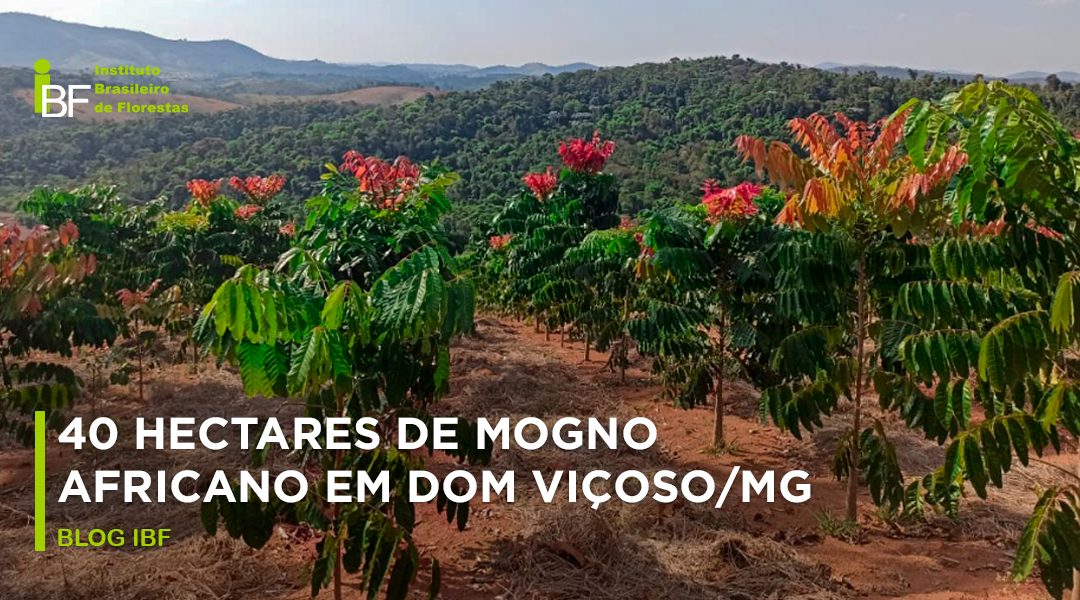 Case: 40 hectares de Mogno Africano em Dom Viçoso/MG