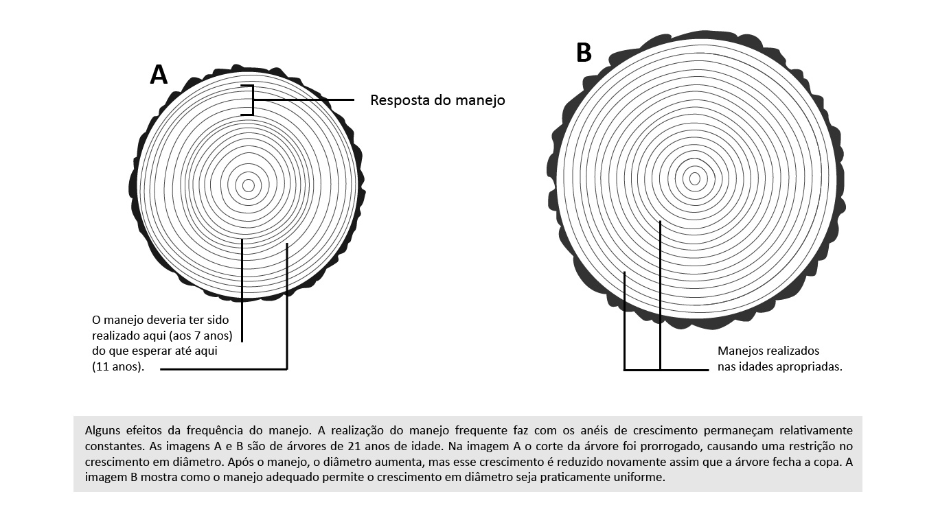 manejo desbaste aceleracao crescimento arvore