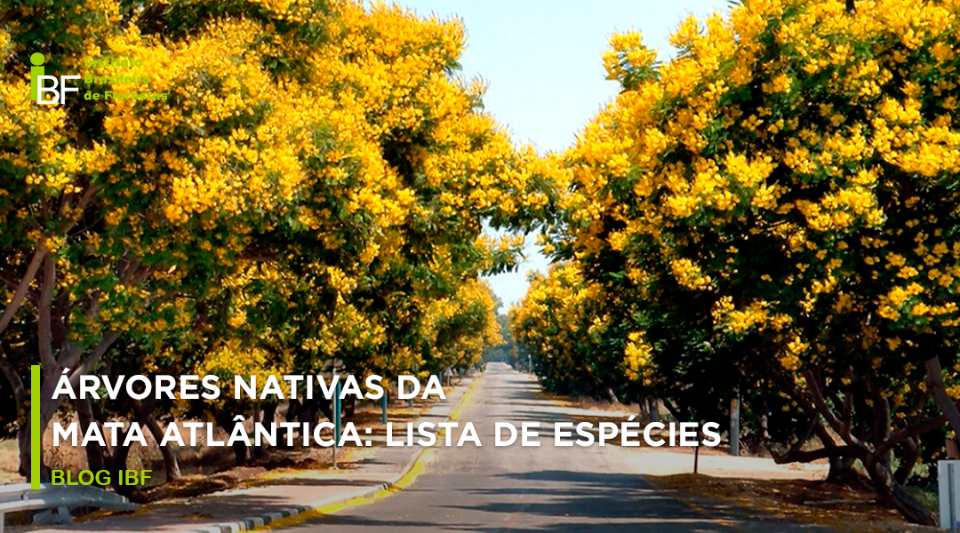 Árvores nativas da Mata Atlântica: veja lista completa de espécies!