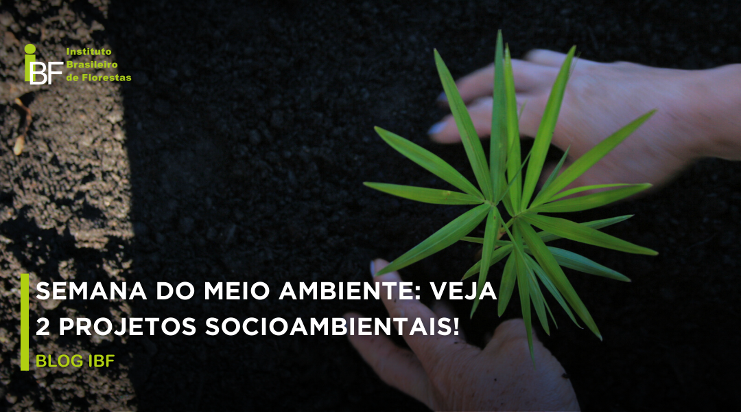Semana do Meio Ambiente: conheça 2 projetos socioambientais!