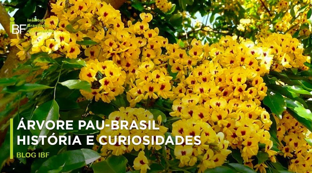 Árvore Pau-Brasil: história e curiosidades que você não conhece!