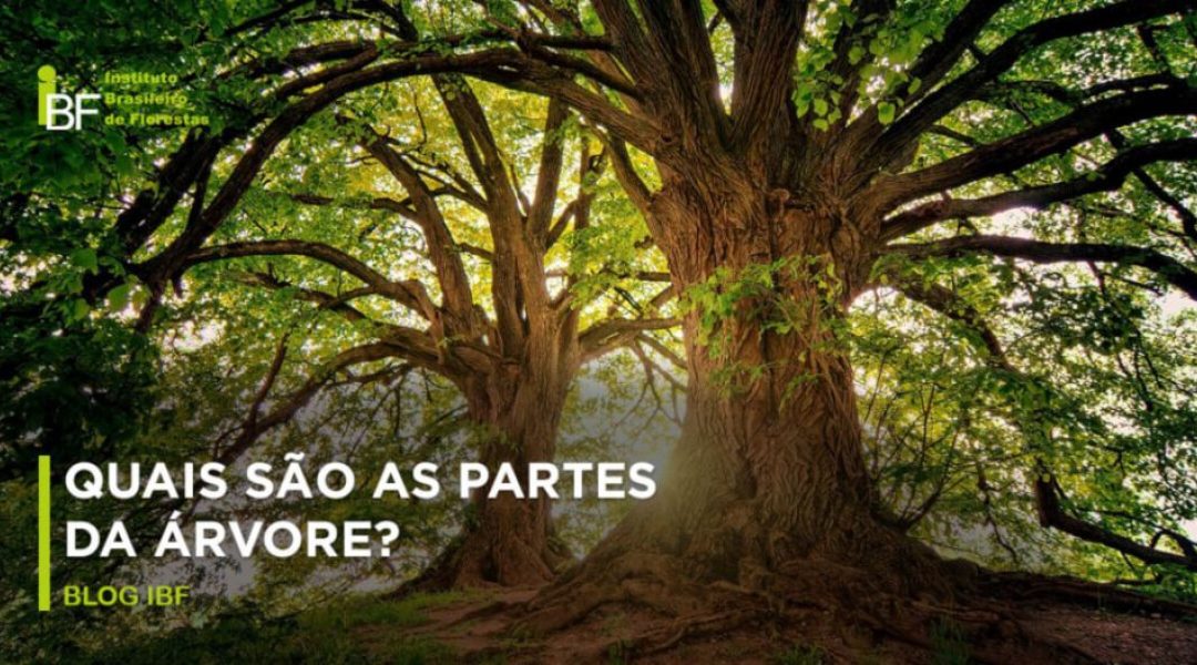 Quais são as partes da árvore e as suas funções?