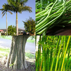 tipos de caules